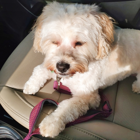 I'm only buying - Picture 1 of 1